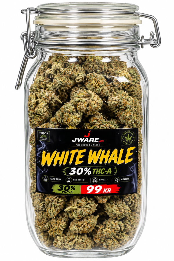 White Whale 30% – Premium A Flower - Image 2